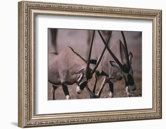 Clashing Gemsboks-DLILLC-Framed Photographic Print