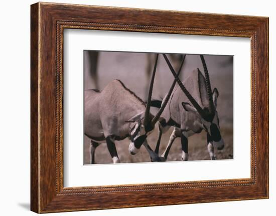 Clashing Gemsboks-DLILLC-Framed Photographic Print