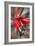 Classic Car-Nathan Wright-Framed Photographic Print