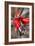 Classic Car-Nathan Wright-Framed Photographic Print