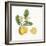 Classic Citrus I-Sue Schlabach-Framed Art Print