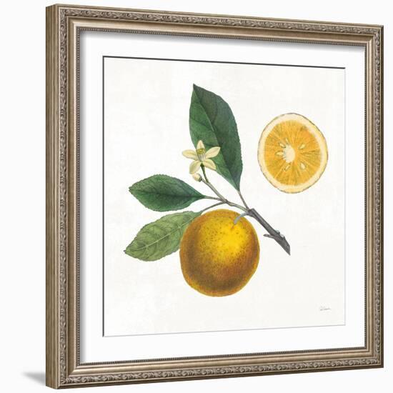 Classic Citrus II-Sue Schlabach-Framed Art Print