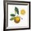 Classic Citrus II-Sue Schlabach-Framed Art Print