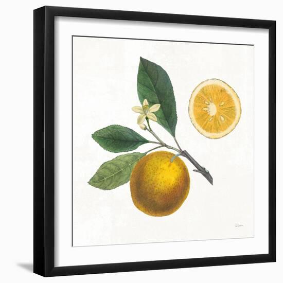 Classic Citrus II-Sue Schlabach-Framed Art Print