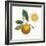 Classic Citrus II-Sue Schlabach-Framed Art Print