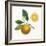 Classic Citrus II-Sue Schlabach-Framed Art Print