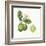 Classic Citrus III-Sue Schlabach-Framed Art Print