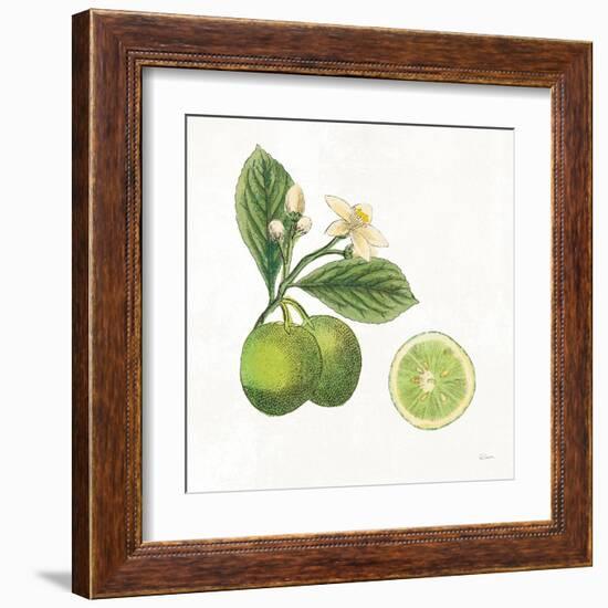 Classic Citrus III-Sue Schlabach-Framed Art Print