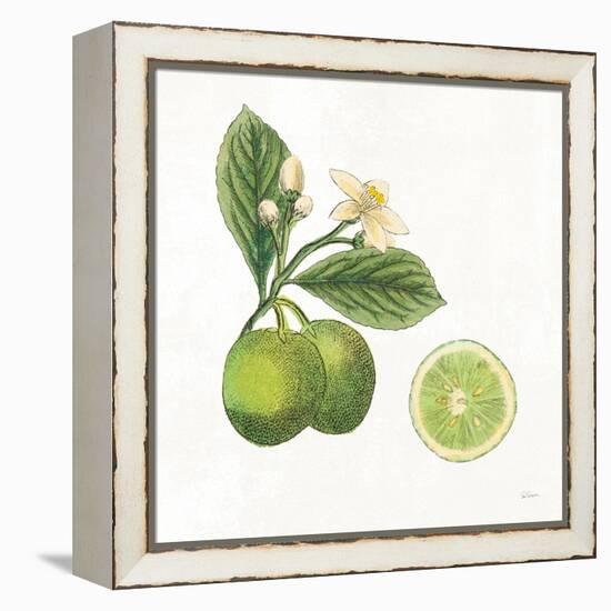 Classic Citrus III-Sue Schlabach-Framed Stretched Canvas