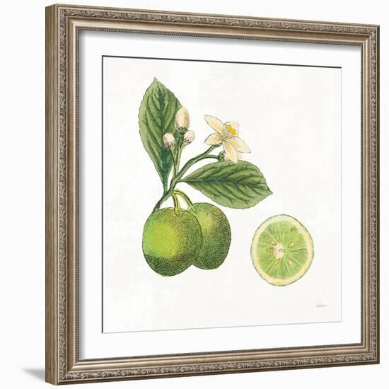 Classic Citrus III-Sue Schlabach-Framed Art Print