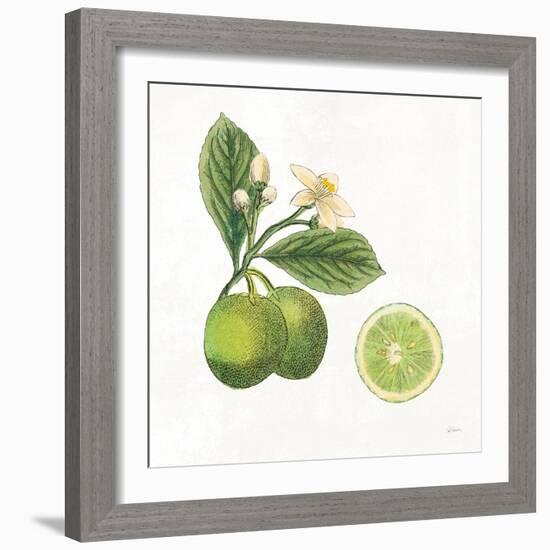 Classic Citrus III-Sue Schlabach-Framed Art Print