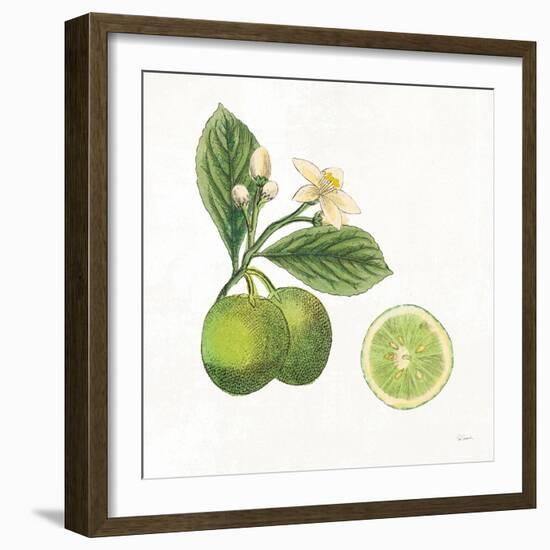 Classic Citrus III-Sue Schlabach-Framed Art Print