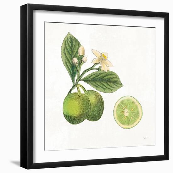 Classic Citrus III-Sue Schlabach-Framed Art Print