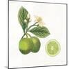 Classic Citrus III-Sue Schlabach-Mounted Art Print