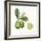 Classic Citrus III-Sue Schlabach-Framed Art Print