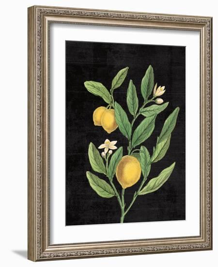 Classic Citrus V Black No Words-Sue Schlabach-Framed Art Print