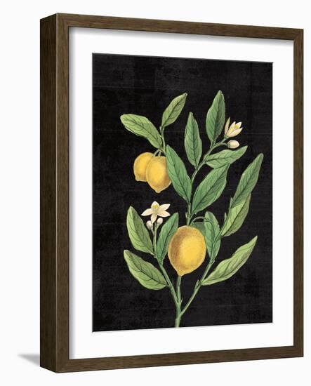 Classic Citrus V Black No Words-Sue Schlabach-Framed Art Print