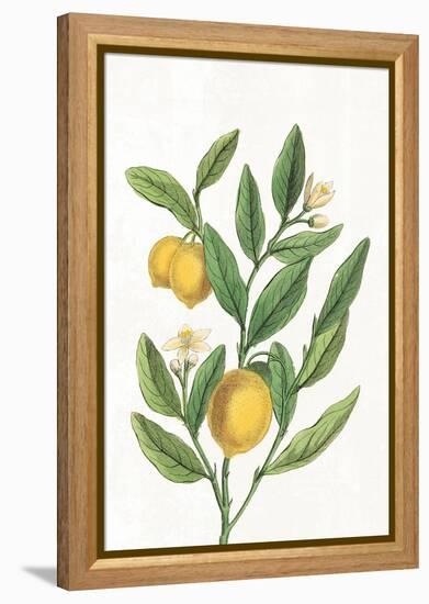 Classic Citrus V v2 No Words-Sue Schlabach-Framed Stretched Canvas