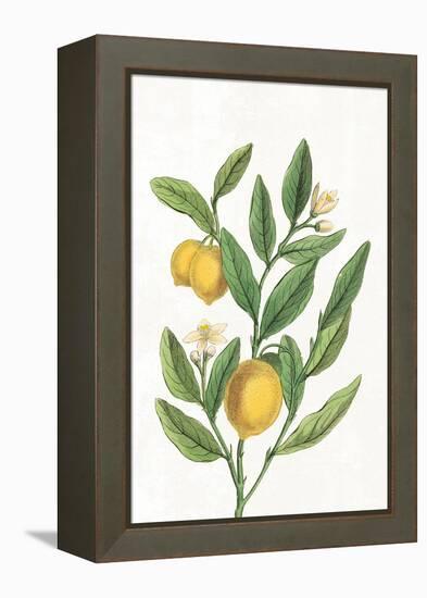 Classic Citrus V v2 No Words-Sue Schlabach-Framed Stretched Canvas