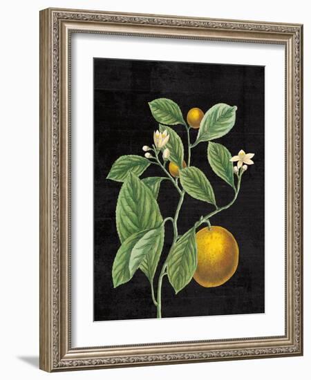 Classic Citrus VI Black No Words-Sue Schlabach-Framed Art Print