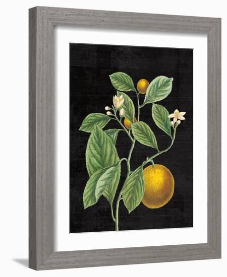 Classic Citrus VI Black No Words-Sue Schlabach-Framed Art Print