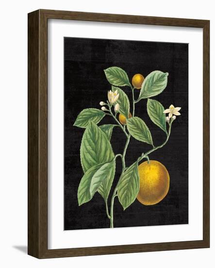 Classic Citrus VI Black No Words-Sue Schlabach-Framed Art Print