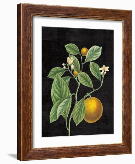 Classic Citrus VI Black No Words-Sue Schlabach-Framed Art Print