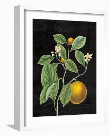 Classic Citrus VI Black No Words-Sue Schlabach-Framed Art Print