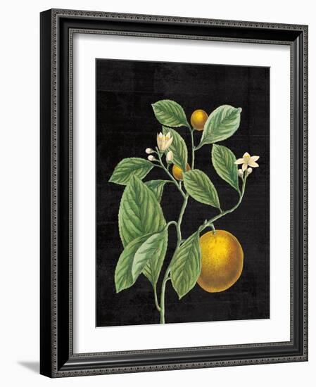 Classic Citrus VI Black No Words-Sue Schlabach-Framed Art Print