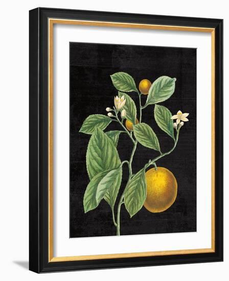 Classic Citrus VI Black No Words-Sue Schlabach-Framed Art Print