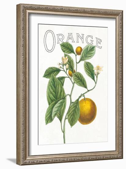 Classic Citrus VI v2-Sue Schlabach-Framed Art Print