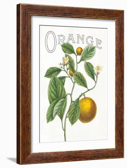 Classic Citrus VI v2-Sue Schlabach-Framed Art Print