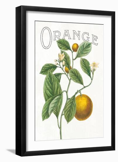 Classic Citrus VI v2-Sue Schlabach-Framed Art Print