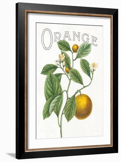 Classic Citrus VI v2-Sue Schlabach-Framed Art Print