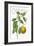 Classic Citrus VI v2-Sue Schlabach-Framed Art Print