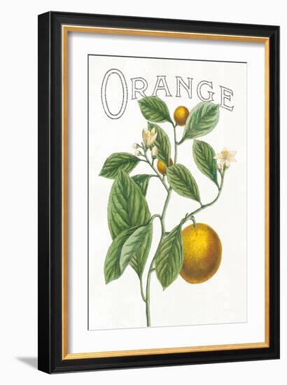 Classic Citrus VI v2-Sue Schlabach-Framed Art Print