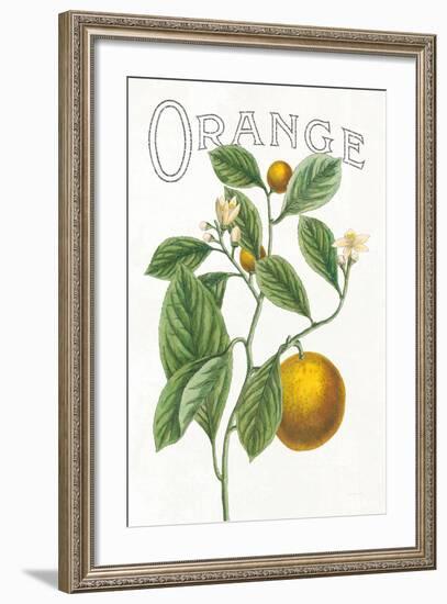 Classic Citrus VI v2-Sue Schlabach-Framed Art Print