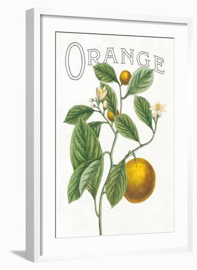 Classic Citrus VI v2-Sue Schlabach-Framed Art Print