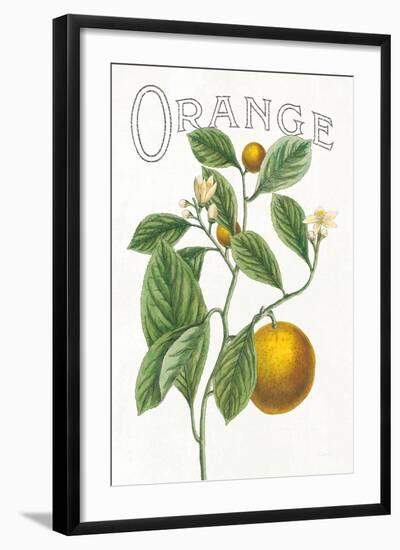 Classic Citrus VI v2-Sue Schlabach-Framed Art Print