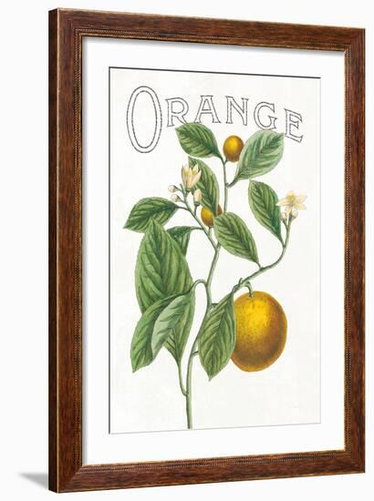 Classic Citrus VI v2-Sue Schlabach-Framed Art Print