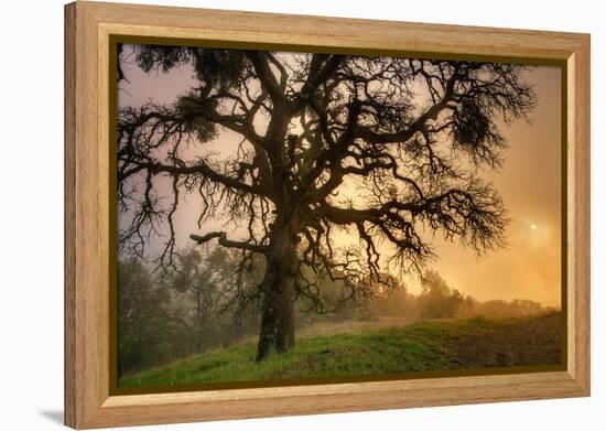 Classic Coast Live Oak Foggy Sun Mystical Mystery at Mount Diablo-Vincent James-Framed Premier Image Canvas
