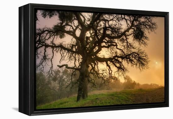 Classic Coast Live Oak Foggy Sun Mystical Mystery at Mount Diablo-Vincent James-Framed Premier Image Canvas