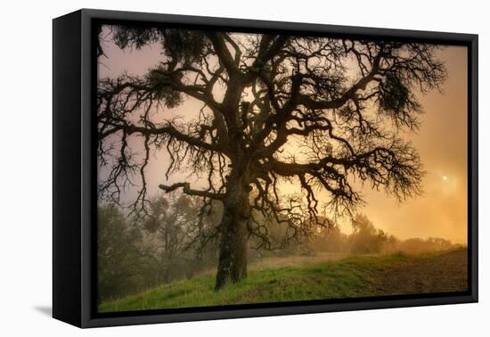 Classic Coast Live Oak Foggy Sun Mystical Mystery at Mount Diablo-Vincent James-Framed Premier Image Canvas