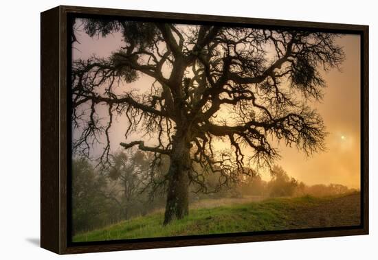 Classic Coast Live Oak Foggy Sun Mystical Mystery at Mount Diablo-Vincent James-Framed Premier Image Canvas