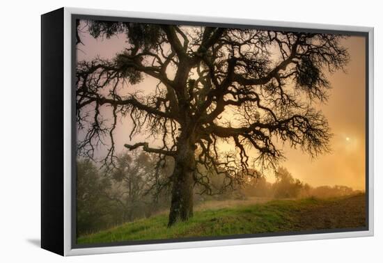 Classic Coast Live Oak Foggy Sun Mystical Mystery at Mount Diablo-Vincent James-Framed Premier Image Canvas