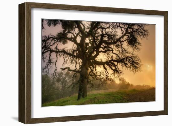 Classic Coast Live Oak Foggy Sun Mystical Mystery at Mount Diablo-Vincent James-Framed Photographic Print