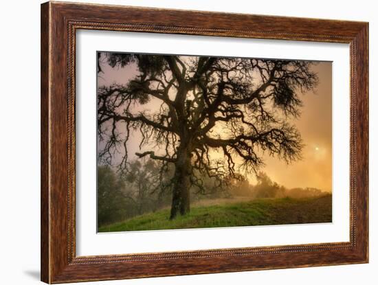 Classic Coast Live Oak Foggy Sun Mystical Mystery at Mount Diablo-Vincent James-Framed Photographic Print