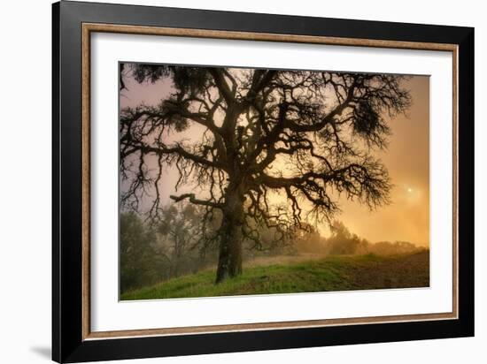 Classic Coast Live Oak Foggy Sun Mystical Mystery at Mount Diablo-Vincent James-Framed Photographic Print