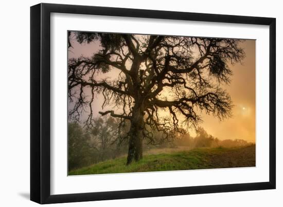 Classic Coast Live Oak Foggy Sun Mystical Mystery at Mount Diablo-Vincent James-Framed Photographic Print