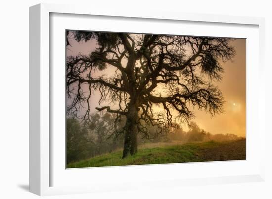 Classic Coast Live Oak Foggy Sun Mystical Mystery at Mount Diablo-Vincent James-Framed Photographic Print